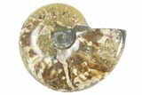 Lot: - Whole Polished Ammonites (Grade B/C) - Pieces #77760-1